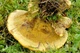 Міцелій Трутовика пахучого (Глеофиллума пахучого), Gloeophyllum odoratum 100 г - зображення 4
