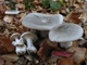 Мицелий Говорушки дымчатой, Clitocybe nebularis 100 г - изображение 1