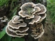 Міцелій Кориолуса багатоколірного (Трутовика строкатого), Trametes versicolor 100 г - зображення 3