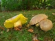 Мицелий Боровика жёлтого, Boletus impolitus 100 г - изображение 2