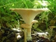 Мицелий Говорушки дымчатой, Clitocybe nebularis 100 г - изображение 5