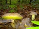Мицелий Боровика жёлтого, Boletus impolitus 100 г - изображение 3