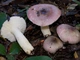 Міцелій Сироїжки красивою (Сироїжки рожевої), Russula bella 100 г - зображення 4