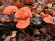Міцелій Трутовика кіноварно-червоного, Pycnoporus cinnabarinus 100 г - зображення 2