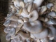 Мицелий Вешенки обыкновенной серой, Pleurotus sajor-caju 100 г - изображение 2