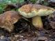 Міцелій Каштанового гриба (Гиропоруса каштанового), Gyroporus castaneus 100 г - зображення 1