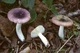 Міцелій Сироїжки красивою (Сироїжки рожевої), Russula bella 100 г - зображення 6