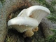Мицелий на брусочках Вешенка белая, Pleurotus pulmonarius - изображение 2