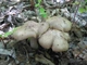 Міцелій Энтоломы садовій, Entoloma clypeatum - зображення 2
