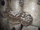 Мицелий Вешенки обыкновенной серой, Pleurotus sajor-caju 100 г - изображение 5