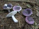Міцелій Сироїжки сереющей (Сироїжки выцветающей), Russula decolorans 100 г - зображення 6