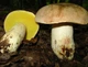 Мицелий Боровика жёлтого, Boletus impolitus 100 г - изображение 7