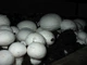 Міцелій Печерицю двуспоровий, Agaricus bisporus 100 г - зображення 1