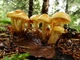 Міцелій Опенька лугового, Marasmius oreades 100 г - зображення 5