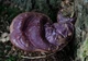 Міцелій Трутовика розгалуженого, Polyporus umbellatus 100 г - зображення 3