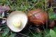 Міцелій Маслюка звичайного (Маслянка цього), Suillus luteus 100 г - зображення 2