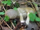 Міцелій Коллибии широкопластинчатой, Collybia platyphylla 100 г - зображення 2