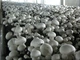Міцелій Печерицю двуспоровий, Agaricus bisporus 100 г - зображення 7