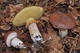 Міцелій Маслюка звичайного (Маслянка цього), Suillus luteus 100 г - зображення 4