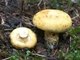 Міцелій Груздя ямчатого (Груздя жовтого), Lactarius scrobiculatus 100 г - зображення 2
