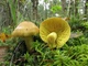 Мицелий Зеленушки, Tricholoma flavovirens 100 г - изображение 1