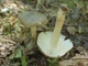 Міцелій Коллибии широкопластинчатой, Collybia platyphylla 100 г - зображення 3