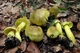 Мицелий Зеленушки, Tricholoma flavovirens 100 г - изображение 3