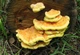 Мицелий на брусочках Трутовик серно-жёлтый, Laetiporus sulphureus - изображение 6