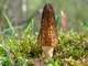 Мицелий Сморчка высокого, Morchella elata 100 г - изображение 6