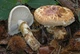 Міцелій Маслюка звичайного (Маслянка цього), Suillus luteus 100 г - зображення 7