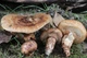 Міцелій Маслюка звичайного (Маслянка цього), Suillus luteus 100 г - зображення 8