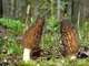 Мицелий Сморчка высокого, Morchella elata 100 г - изображение 7