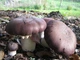 Мицелий Кольцевика, Stropharia rugoso-annulata 100 г - изображение 4