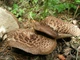 Міцелій Ежовика строкатого, Sarcodon imbricatus 100 г - зображення 2