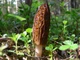 Мицелий Сморчка высокого, Morchella elata 100 г - изображение 8