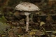 Мицелий гриба-зонтика Конрада, Macrolepiota konradii 100 г - изображение 4