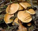 Мицелий Козляка, Suillus bovinus 100 г - изображение 4