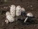 Міцелій Чорнильного гриба (Гнойовика білого), Coprinus comatus 100 г - зображення 4