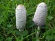 Міцелій Чорнильного гриба (Гнойовика білого), Coprinus comatus 100 г - зображення 5