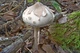 Мицелий Гриба-зонтика сосцевидного, Macrolepiota mastoidea 100 г - изображение 7