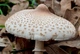 Мицелий Гриба-зонтика сосцевидного, Macrolepiota mastoidea 100 г - изображение 8