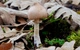 Мицелий Гриба-зонтика сосцевидного, Macrolepiota mastoidea 100 г - изображение 9