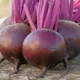 Семена Свекла Подзимняя А 474, 3 г (GL Seeds) - изображение 2