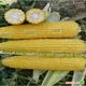 Насіння кукурудзи Lark Seeds Добриня f1 2500 насінин - зображення 2