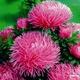 Семена Астра Дракон Люкс, краллен, 0,3 г (GL Seeds) - изображение 2