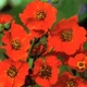 Насіння дзвоника Moravoseed Чилійський помаранчевий (orange) 0,15 г - зображення 1