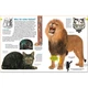 Dorling Kindersley Verlag memo Wissen entdecken: Katzen. Mack Andreas Blatteins. ISBN:9783831033973 - зображення 3