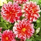 Семена Георгина Красный Дым Florium (726133) - изображение 1