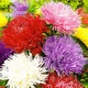Семена Астра Игольчатая смесь (726479) - изображение 1