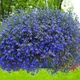 Лобелія Синій килим Синій Насіння Florium (726482) - зображення 1